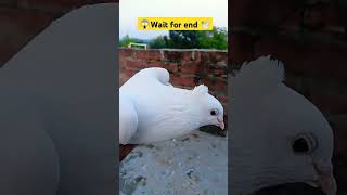 😱 sabsey tej udane wala 🕊️kabutar 🔥 Braygean 🇻🇮youtubeshort pigeon animallover trendingshorts [upl. by Ellenahs]