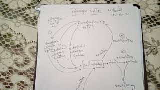 Nitrogen cycle  steps of nitrogen cycle  nitrogen fixation  Assimilation  Ammonification etc [upl. by Hernandez]