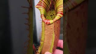 Nepenthes Veitchii A amp B [upl. by Ylrahc]