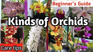 Kinds of Orchids  Klase ng Orchids  Beginners Guide with care tips [upl. by Maidel465]