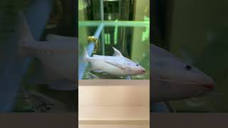 Rare Platinum Granulosus Catfish short catfish fishtank [upl. by Assirram752]