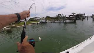 GULFSHORESMAN Fishing Alabamas ONO Island [upl. by Nnylesor]