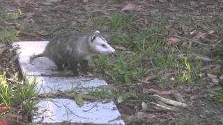 Possums mating in South Florida back yard [upl. by Siulesoj]