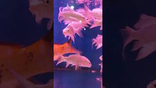 SCHOOL of goldencarp fish aquarium petlover shorts viral reels fishworld asmr satisfying [upl. by Dowell]