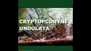 Cryptocoryne Undulata [upl. by Hnid]