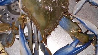 granchio blu  pasta al granchio blu  spaghetti al granchio blu  ricette con granchio blu 🐟 viral [upl. by Sarson577]