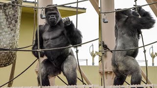 Shabani dances beautifully Annie is so happy to play w Kiyo⎮HIGASHIYAMA ZOO GORILLAS⎮東山動植物園ゴリラ [upl. by Yecart]