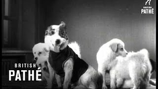 Russian Space Dogs Strelka And Belka 1961 [upl. by Cowan]