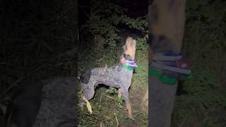 🔊👀GOT ONE raccoon raccoonhunting bluetickcoonhound puppy trending viral dogtraining [upl. by Sad]