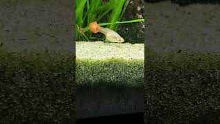 Female Guppy 🐟 Shorts Guppy Guppies AquariumLiveStream4U [upl. by Ajed126]