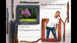 Peyzaj Mimarlığında Bitki Materyali II  Cercis siliquastrum Erguvan [upl. by Ijat]