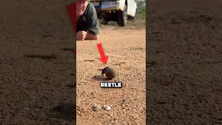 Why Dung Beetles Collect Poop 🤯 [upl. by Haik]