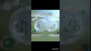 class 11 BiologyMitosiscell divisioncell biologyNeet [upl. by Marcello]