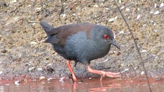 Spotless Crake Puweto Tiritiri Matangi [upl. by Nois]