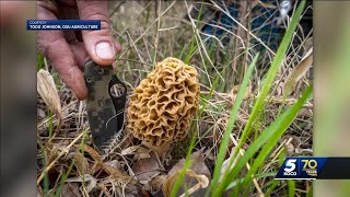 CDC issues warning for morel mushroom seekers amid foraging season [upl. by Misak]