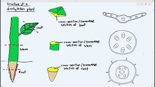 71 Types of Dicotyledon Plant Tissues Cambridge AS A Level Biology 9700 [upl. by Yeldah]