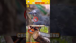 পৃথিবীর সেরা আর্টিস্ট🥰 World Best Mimicry Artist Lyrebird🤔 shorts rakibhs3 [upl. by Whittaker]