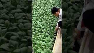 Hydroponic farming farming shorts sheti [upl. by Nolyat]