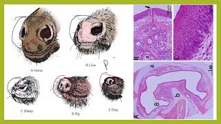 HISTOLOGÍA Y EMBRIOLOGÍA GENERAL DEL SISTEMA RESPIRATORIO [upl. by Harle]