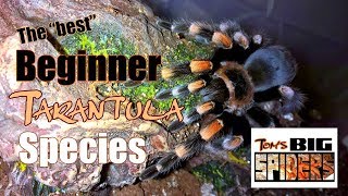 The Best Beginner Tarantula Species [upl. by Uzzial]