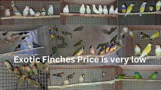 Exotic Finches Price is very low  Mask finch Gouldian finch  Albino Longtail  parrot finch [upl. by Ranique]