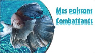 Mon élevage de poissons combattant  Retrouvez mes vidéos de combattant sur fourmisnature [upl. by Maxi]