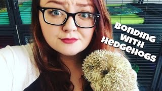 Hedgehog Care Bonding Tips amp Tricks [upl. by Doone227]