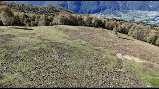 Disastro cinghiali sui pascoli alpini [upl. by Yellah]