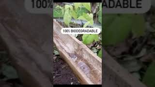 Diy Drip Irrigation Using Bamboo [upl. by Airamana925]