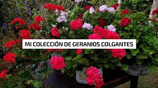 MI COLECCIÓN DE GERANIOS HIEDRA geranios Colgantes muchos colores diferentes 🌺🌼🌸💚  Jardín Diaz [upl. by Hanimay704]