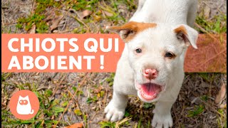 CHIOTS qui ABOIENT 🐶 🔊 vidéo de chiot MIGNON et ADORABLE [upl. by Elfrieda]