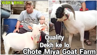 Quality Vilayati Sheep amp Goats For Sale Chote Miya Goat Farm in BHIWANDI 🔥 [upl. by Renmus]