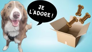 Comment Faire Jouets pour chiens faits maison [upl. by Terrie]