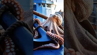 Fishermen Stunned by Giant Octopus Encounter [upl. by Hyland277]