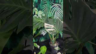 Monstera Mint monstera [upl. by Aileve]