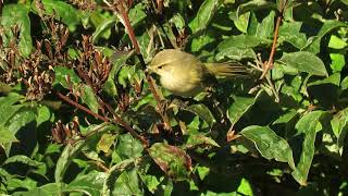 Chiffchaff or Willow Warbler foraging in the bush [upl. by Onia606]