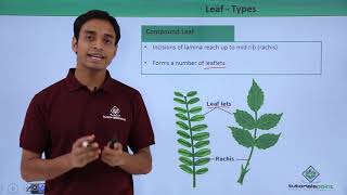 Class 11th – Leaf – Types  Morphology of Flowering Plants  Tutorials Point [upl. by Drawdesemaj]