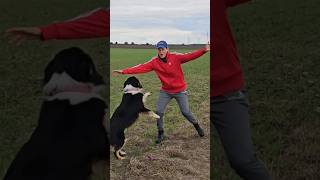 Hund dreht total durch 🤯 Pubertät und Junghund 😅⚠️🐶👍 hundetraining [upl. by Linoel]