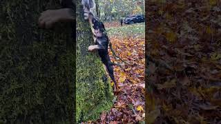 Coonhound Training coonhunting houndhunting coonhound [upl. by Tsui24]