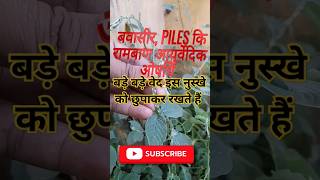 Apamarga PlantAchyranthes Aspera चिड़चिड़ा का पौधा plants shorts [upl. by Gausman]