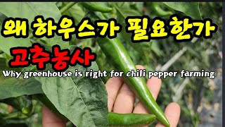 왜 고추농사에 비닐하우스가 필요한가 Why greenhouse is right for chili pepper farming [upl. by Oniluap]