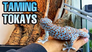 FEEDING MY TOKAY GECKOS  TAMING TOKAYS [upl. by Werna]