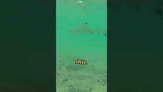 shark vs crocodile clash of the apex predators [upl. by Countess]