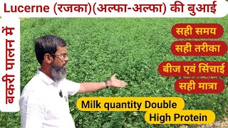 बकरी पालन में हरा चारा का महत्व। Rajka ki buayi sahi beej sahi quantity sahi quality [upl. by Rooker629]