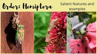 Order Hemiptera  Salient Features and Examples [upl. by Rundgren]