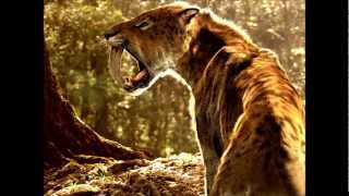 Saber Tooth Tiger Machairodontinae  Prehistoric Big Cats [upl. by Wightman962]