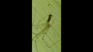 Cellar Spider Arachnida [upl. by Modnarb]