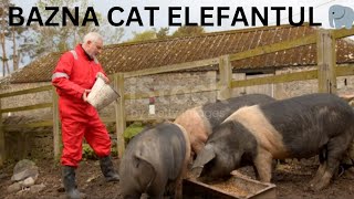 🐷 🐖‼️😲PORCI BAZNA CAT ELEFANTUL 🐘‼️😲🐘 [upl. by Edak]