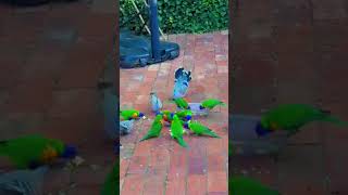 rainbow lorikeet dancing [upl. by Barraza]