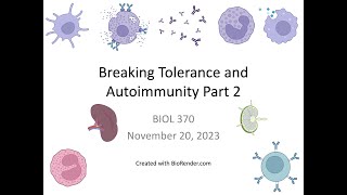 Immunology Fall 2023 Lecture 29 Breaking Tolerance and Autoimmunity Part 2 [upl. by Kcin]